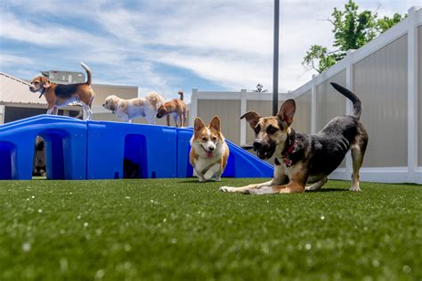 doggy day care annapolis|TOP 10 BEST Dog Daycare in Annapolis, MD